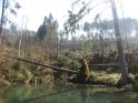 Bilder Kyrill 019